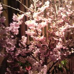 一心太助 - 入口には桜が