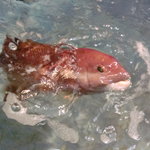 新潟本町 鈴木鮮魚 - かわいいコブ鯛。