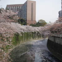 錦水 - 神田川　桜の頃