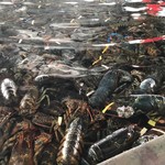 Kona Cold Lobsters - 