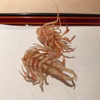 てんぷら 近藤 - 