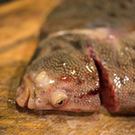 うを徳 - 淡路（あはぢ）星鰈（ほしがれひ）、五百八十六匁（≒2.2kg）