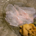 うを徳 - 魯山人（ろさんじん）の皿（さら）に星鰈（ほしがれひ）