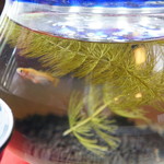 Bicchuu Teuchi Udon Oonishi - メダカの金魚鉢が涼しげです（２０１７．７．２３）