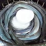 捌く前の鰻～!! 氷で冷やすと、冷たいのでおとなしくなり 捌きやすくなるとのこと～!!(￣▽￣)ｂ