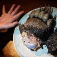 虎萬元 南青山店 - 熊の掌と人の手