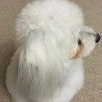 旬美にしかわ - 拗ねてしまった しろ会長…母がコッソリ太巻きの玉子を食べさせていました^^;