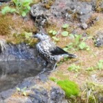 奥庭荘 - ホシガラス