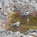 奥庭荘 - キクイタダキの向こうにヒガラ