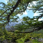 奥庭荘 - カラマツ越しの富士山