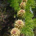 奥庭荘 - カラマツ