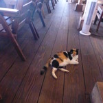 浜辺の茶屋 - ネコが～！