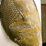 Kazuya - 鹿児島県 浜笛吹鯛：見事な大きさ。5キロアップ。しっかりとした味があり脂ものってます。