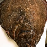 Kazuya - 北海道 鮫鰈：久しぶりの入荷です。
      脂が多い魚なんで昆布締めにてご提供してます。