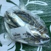 白子漁港直売所 魚魚鈴