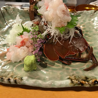 板前心 菊うら - お正月の特別料理 伊勢海老の活造り渡辺料理長渾身の作!