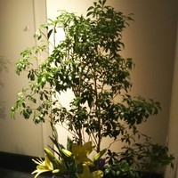 いはら田 - アプローチの右側にお花が