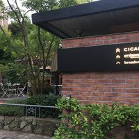 CICADA - 