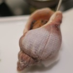 赤坂璃宮 - 璃宮特製焼き物盛り合わせ　ズームアップ