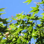 比良山荘 - 裏紅葉