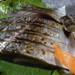 茜どき - しめ鯖