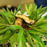 うかい竹亭 - 鮎塩焼