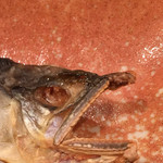 龍文支店 - このシャケの様な怖いお顔が天然鮎の顔の特徴です。半天然、養殖物は丸い穏やかな顔をしています。