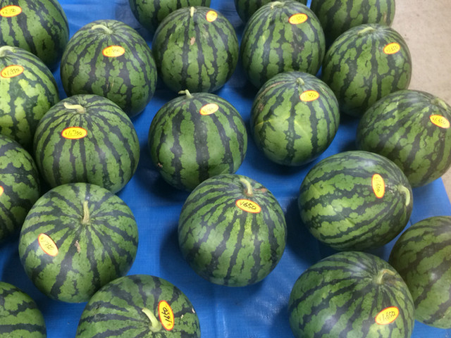 おくやま農園 - 袖崎（その他）の写真