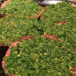 焼肉問屋 牛蔵 - ねぎタン塩 (850円)