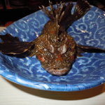 菜々海 - おこぜ(生きてる！)