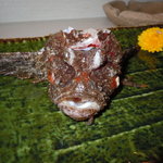 菜々海 - おこぜ(念成仏！)