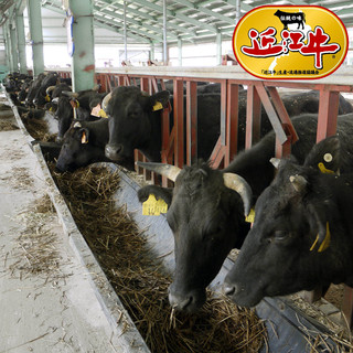 近江牛一頭買い