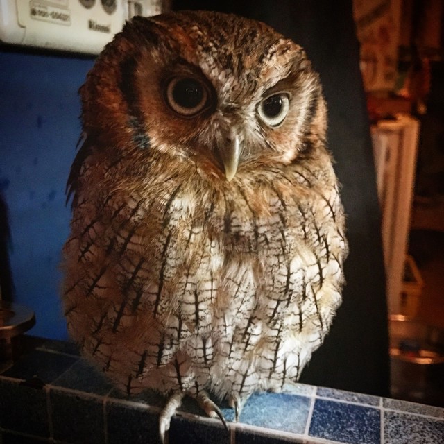 Daikanyama Kyogo photo 4