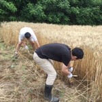 ピッツェリア パーレンテッシ - 麦まき麦ふみ手刈りすべて自分達で行っています