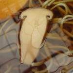 かんだやぶそば - おかめ