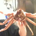 居酒屋やまちゃん - 蟹