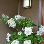 湖里庵 - 玄関の花。