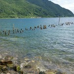湖里庵 - 旧海津港桟橋の杭。