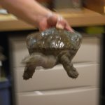 多助割烹 - スッポン