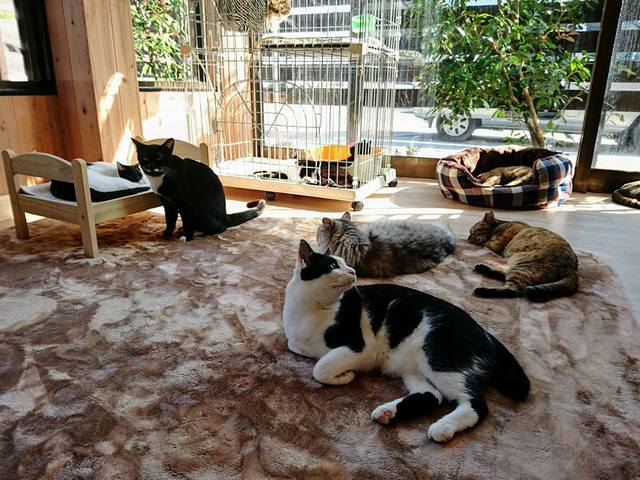 猫カフェうたたね 加納 その他 食べログ 猫カフェうたたね 加納 その他 食べログ