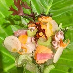 Trattoria ALBERO - 