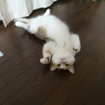 メゾンボングゥ - 貰えると信じて悶える生き物。