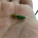 五條　源兵衛 - ギネス級の極小胡瓜