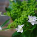 美加登家 - 紫陽花の一種