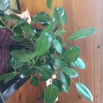 ピッザピッザピッザ - 