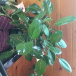 ピッザピッザピッザ - 