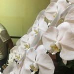 ピッザピッザピッザ - 