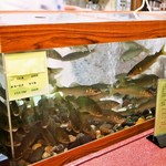 すし豊 - 大将が自分で釣った天然鮎たち