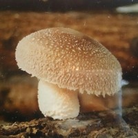 やさい家めい 表参道ヒルズ本家 - 