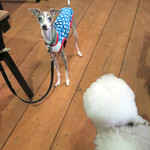 リストランテ ピッツェリア ジャンカルロ トウキョウ - 種の多様性！！